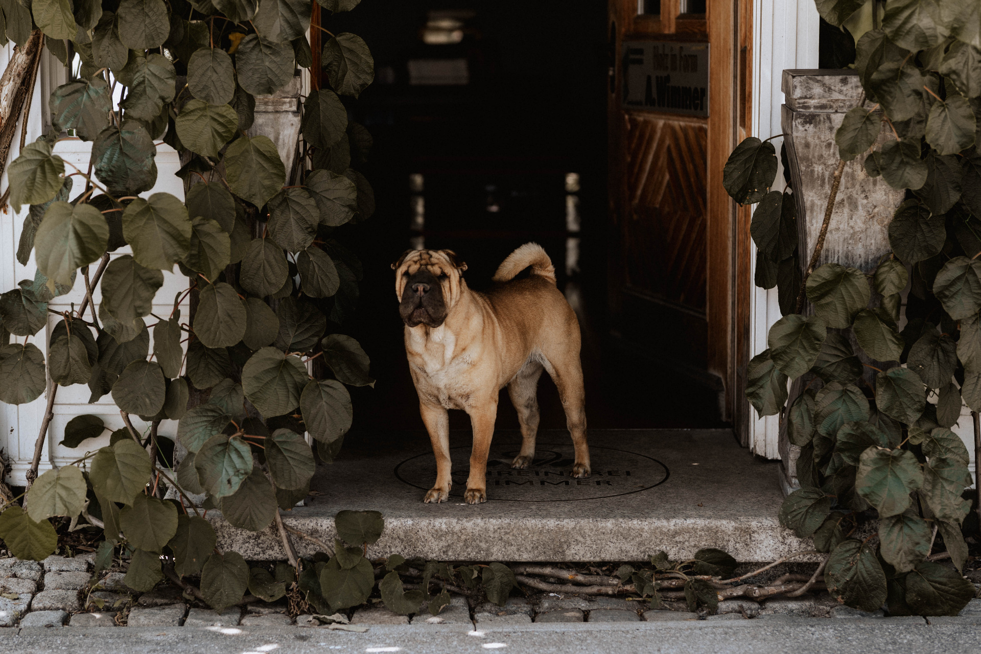 Firmenhund am Eingang des Einrichtungshofs